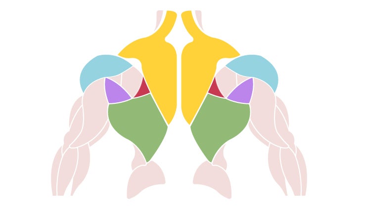 Grafik: Welche Muskeln werden bei Klimmzügen trainiert