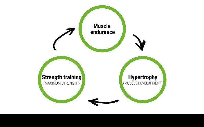 An infographic displaying a cycle of muscle endurance, hypertrophy, and strength training.