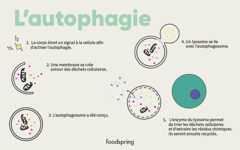 infographie Autophagie