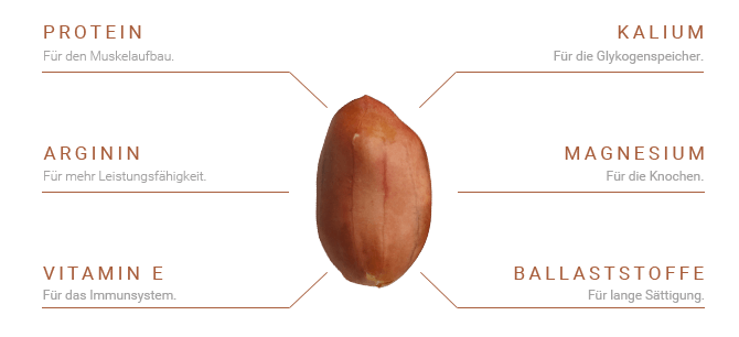 Grafik mit einer einzelnen Erdnuss, die 6 gesunde Inhalte der Erdnuss darstellt