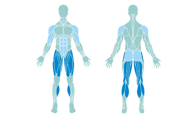 muscle map of the primary and secondary muscles worked during jumping jacks. The primary muscles are highlighted in dark blue; the secondary are in light blue.
