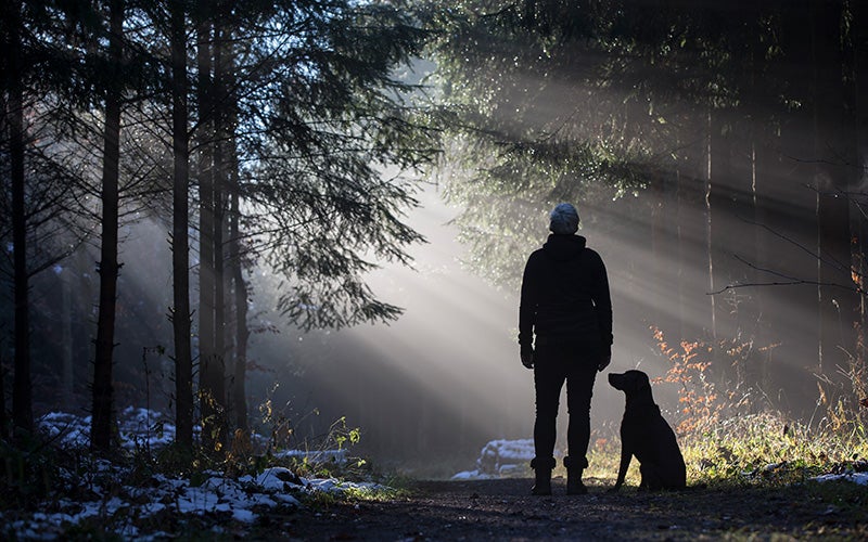 A person stands on a nature walk while a dog sits next to them. Only their silhouettes are visible. Many rays of light are beaming out from behind the tree they are gazing at.