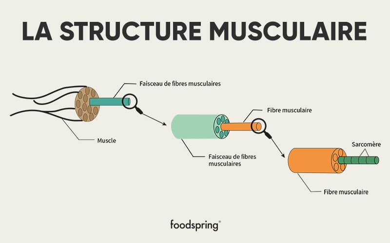 anatomie des muscles - structure musculaire