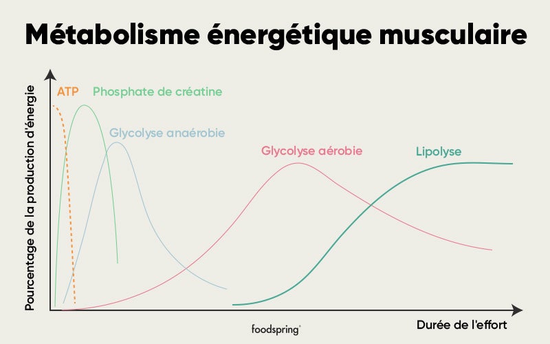 infographie métabolisme énergétique musculaire