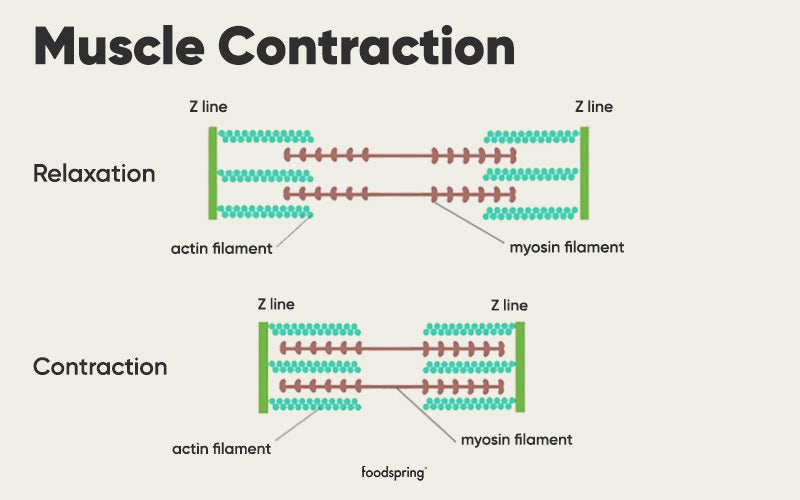 An infographic displaying the process of muscle contraction